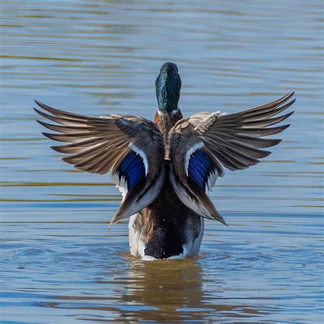 duck angel wings|More.